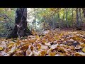 IRAN - Best Autumn Travel Destinations 2022 Mazandaran Autumn in Savadkuh Beech Forests جنگل پاییزی