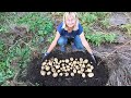 🏆 Record harvest 🥔 Planting 3 times thicker and without hilling 🌱 Planting Riviera potatoes