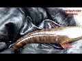 [CAU LURE CA LOC] Hunting snakehead fish in natural dam with fake bait_episode1.