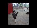😅😻 So Funny! Funniest Cats and Dogs 😹😂 New Funny Animals 2024 # 19
