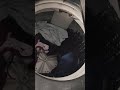 Big fat mice in your washing machine