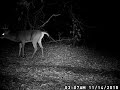 big whitetail deer buck stands up on two hind legs to freshen lick branch and scrape