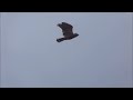 Red-Shouldered Hawk - Call & Flight [HD] [720p]