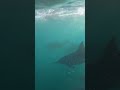 Dolphins swim by bodyboarders  #youtubeshorts #ocean #viral