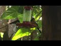 Jamaican Oriole and Hummingbirds on nectar feeder