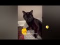 FUNNIEST CAT AND DOG VIDEOS 2023 #31
