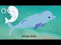 100 ocean and sea animals | Exploring the Ocean's Wonders: 100 Fascinating Sea Animals | ABC kids