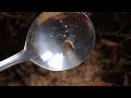 Raising Organic Mealworms Part 3 - Forest Garden Home Gusanos de harina orgánicos Vers de farine bio