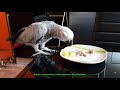 Попугай матершинник ест варёную картошку с мясом  African gray parrot eating potatoes with meat