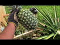 When and how to know when to harvest a pineapple plant.