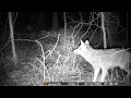 Eastern Coyotes Coywolf