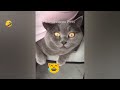 FUNNIEST CAT AND DOG VIDEOS 2023 #226