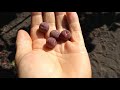 Sea Grape - good for wine (Coccoloba uvifera)