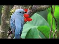 Azulejo comun, hermosas aves de Colombia