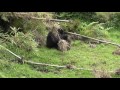 Rwanda Volcanoes NP Gorilla - Umubano group + Attack - Zdeno Horevaj