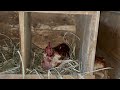 Improvement of chicken / perch that eats wild boar meat [3 weeks after