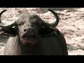 Lions and Buffalos Face Off in Africa’s Wild Arena | Predator's Playground