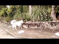 Lovely dogs of dong Stephen at Canlaon city! Philippines!