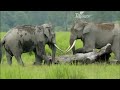 काजीरंगा राष्ट्रीय उद्यान के एशियाई हाथियों का जीवन और यहाँ की पारिस्थितिकी तंत्र।—Hindi Video—EP#5