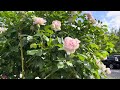 Rose🌹 #rose #rosé #bush #flower #flower