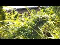 Outdoor cannabis grow SoCal 2020 vol 15 (9/28)