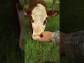 calf check with surprise at least for me