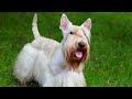 The Scottish Terrier, also known as the Scottie, is a small, feisty