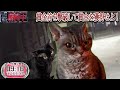 戦闘中をすることになった猫たちの日常Part5【猫ミーム】【猫マニ】