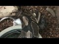 Ball Python Owns Rat