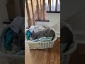 Purrl And The Laundry Basket