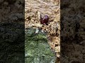 Жук- чорнотілка (Uloma culinaris) під корою дуба у Вроцлаві