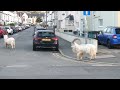 Great Orme Goats out on the streets of Llandudno early this morning