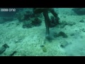‪Superhuman Filipino diver from the Badjao tribe ;BBC