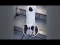 😂 Best Cats Videos 😂 Best Funniest Catss Video 2024 🐈🤣