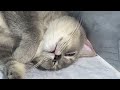 Funny Dogs And Cats Videos😬🐶Best Funniest Animal Videos 2024