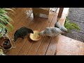 Teenagers 16 weeks old having their lunch on the front porch!