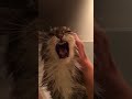 Roaring in slow mo