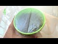 5 TRICKS To GERMINATE MANGOES Super FAST! 🥭