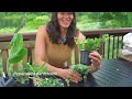 Houseplant Unboxing with STEVE'S LEAVES — Ep. 387