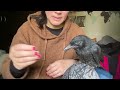 I AM CONCERNED ABOUT PET BABY CROW!