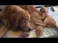 Kitten Growing up with Dog Best Friend