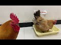The rooster took the hen on a trip and entrusted the chicks to the care of the kitten😂 So funny!