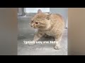 Funniest Cats 🐕 Funniest Catss 2024 😹😂