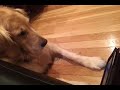 Golden retriver watching kittens