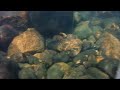 Underwater  Arctic  grayling