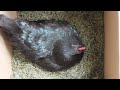 Organic Quail Hatched & Raised by Hen Pt 3   Choosing the Hen & Making the Nest