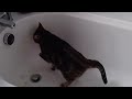 a cat on the bath