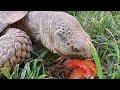 Desert Tortoise Takes on Tomato: A Delightful Snack Time! 🐢 🍅