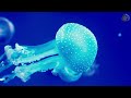 Best 4K Aquarium🐚Immerse Yourself in the Enchanting Underwater World🐳Soothing Piano Music