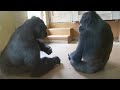 Gorilla Girl Interacts with Her Keeper & Siblings | The Shabani's Group